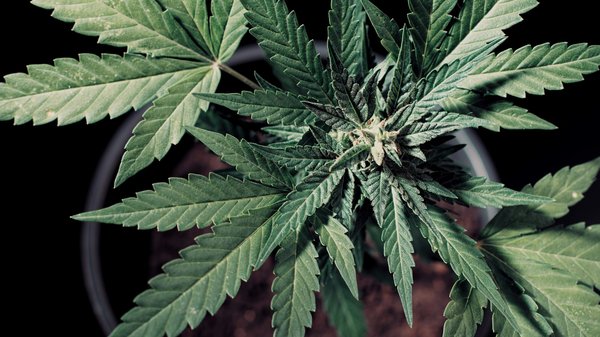 Produit de chanvre bio : une révolution dans le domaine de la santé